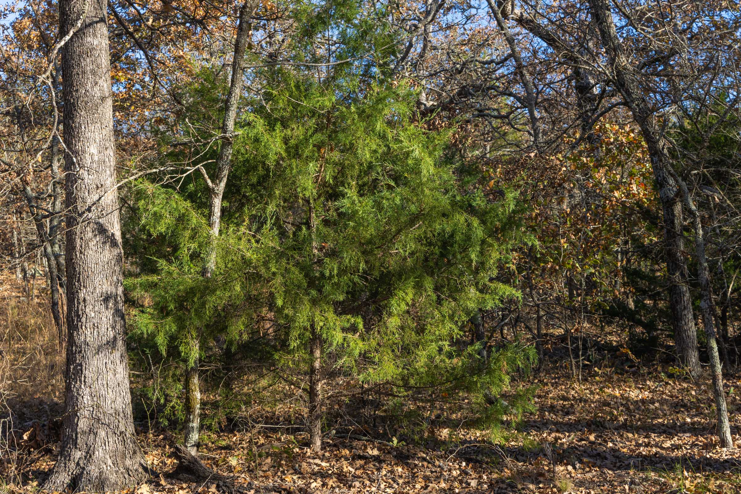 Tract 50 at Harmony Hills in Pittsburg County, Oklahoma